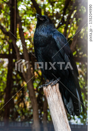 Big Black Raven sitting on a close-up branch Big Black Raven sitting on a close-up branch 138204990