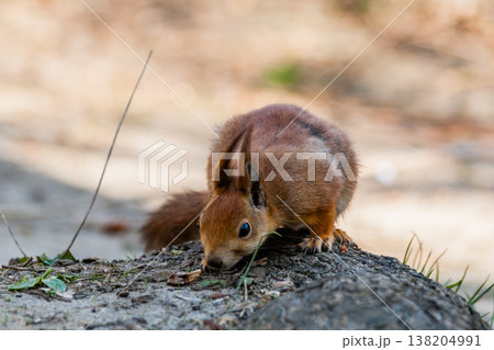 Squirrel sits on a tree 138204991