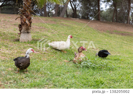 Side View of Black and White Muscovy Ducks by the Pond Side View of Black and White Muscovy Ducks by the Pond 138205002