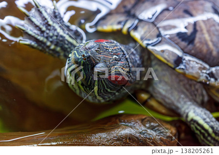 underwater photography of fish Trachemys scripta elegans 138205261