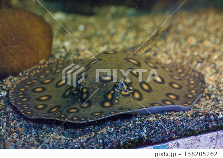 underwater photography of fish Potamotrygon motoro 138205262