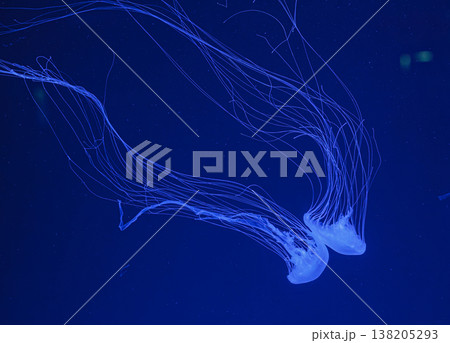 underwater shot of beautiful Chrysaora quinquecirha 138205293