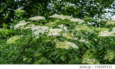 Lush Elderflower Shrub with Clusters of White Blooms in Summer Lush Elderflower Shrub with Clusters of White Blooms in Summer 138205531