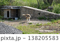 Bulgarian Sheepdog Standing by Rustic Doghouse on Hillside 138205583