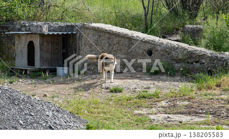 Bulgarian Sheepdog Standing by Rustic Doghouse on Hillside Bulgarian Sheepdog Standing by Rustic Doghouse on Hillside 138205583