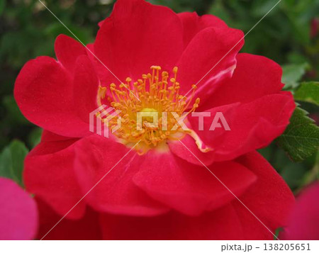 A Very Red Garden Rose A Very Red Garden Rose 138205651
