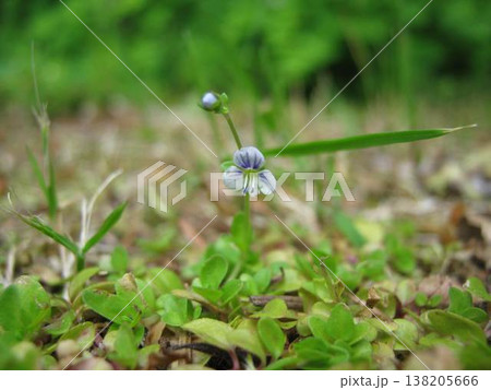 A Tiny Specimen Of Thyme-Leaved Speedwell 138205666