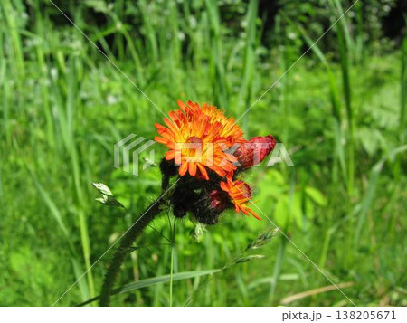 Fox-and-cubs Vivid And Beautiful Orange Flowers Fox-and-cubs Vivid And Beautiful Orange Flowers 138205671