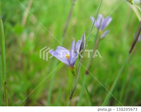 Blue-Eyed Mountain Grass Flower Closeup 138205673
