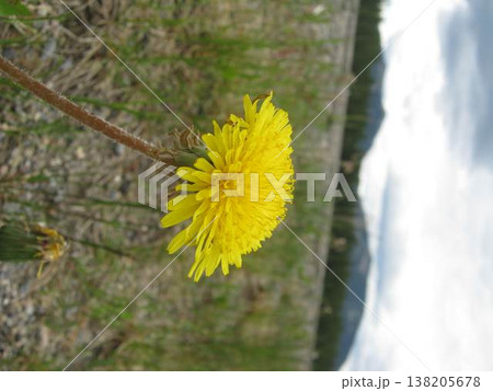 Single Dandelion Flower By The Roadside 138205678