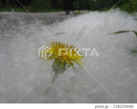 Dandelions Submerged In Summer Snow Dandelions Submerged In Summer Snow 138205680