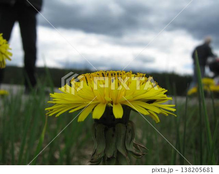 Roadside Dandelions During Motorcycle Trip Roadside Dandelions During Motorcycle Trip 138205681