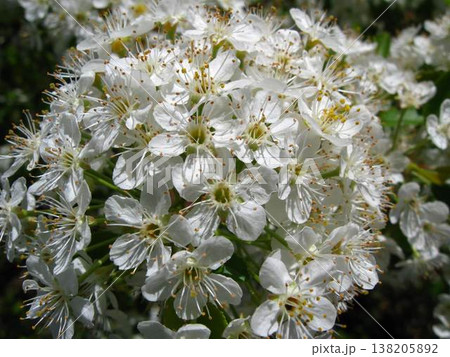 Lacy And Sweet Pin Cherry Blossoms Lacy And Sweet Pin Cherry Blossoms 138205892