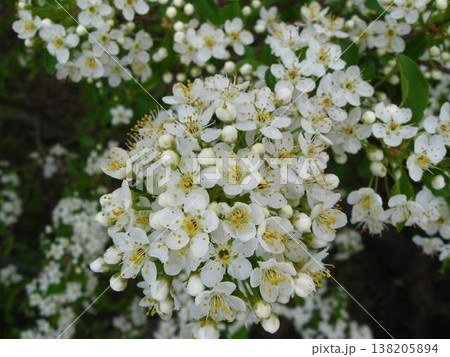 Lacy And Sweet Pin Cherry Blossoms Lacy And Sweet Pin Cherry Blossoms 138205894