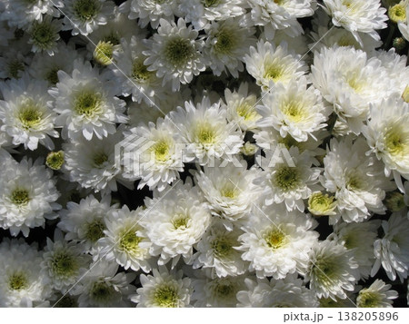 Carpet Of White Chrysanthemum Flowers Background Carpet Of White Chrysanthemum Flowers Background 138205896