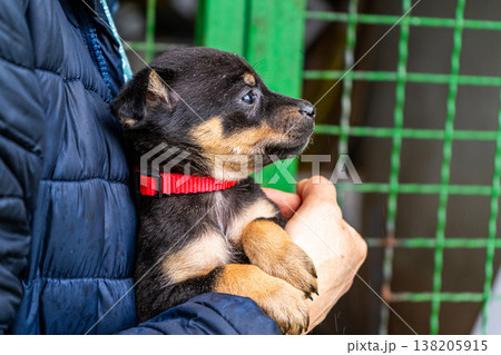 Puppy little dog in hands 138205915