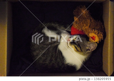 Cat is peacefully curled in a cardboard box, accompanied by a plush toy, creating a cozy and inviting atmosphere for pets and their playful moments 138205955