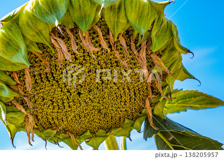 Detailed close-up of sunflower head, surrounded by green leaves, under bright blue sky, highlighting the texture of seeds and petals in natural light 138205957