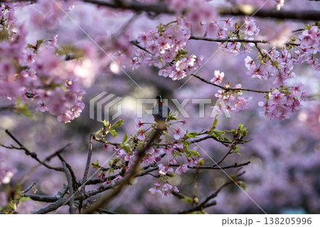 河津桜にとまる小鳥 春の桜風景 河津桜にとまる小鳥 春の桜風景 138205996
