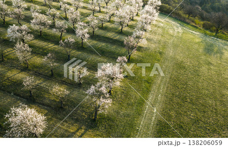 Aerial view of blooming almond orchard in spring. Rows of flowering trees cast long shadows across green fields in soft golden light, creating a calm natural pattern in high resolution. Aerial view of blooming almond orchard in spring. Rows of flowering trees cast long shadows across green fields in soft golden light, creating a calm natural pattern in high resolution. 138206059