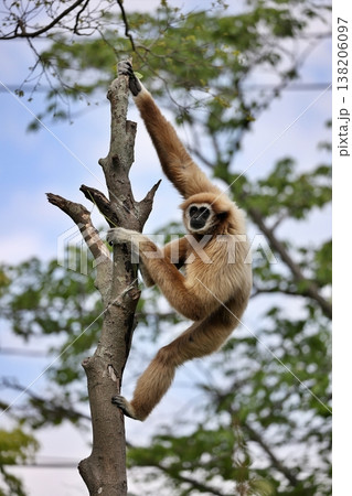 木登りをするシロテテナガザル 木登りをするシロテテナガザル 138206097