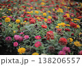Zinnias bloom. A city flower bed with colorful flowers. Flower bed 138206557