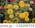 Yellow Zinnias bloom. A city flower bed with colorful flowers. Flower bed 138206558