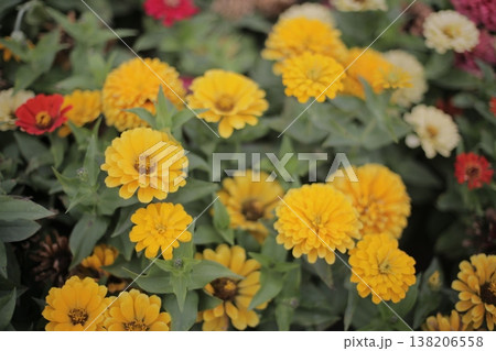 Yellow Zinnias bloom. A city flower bed with colorful flowers. Flower bed 138206558