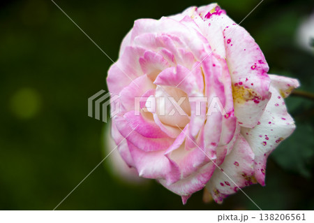 薔薇 バラ科 バラ 138206561