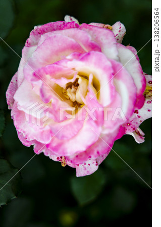 薔薇 バラ科 バラ 138206564