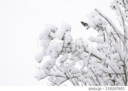 Snow on the tree branches. Winter View of trees covered with snow. The severity of the branches under the snow. Snowfall in nature Snow on the tree branches. Winter View of trees covered with snow. The severity of the branches under the snow. Snowfall in nature 138207601