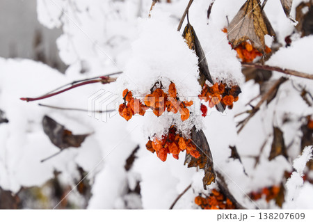 Viburnum berries in the snow. Winter berries on the tree Kalina 138207609
