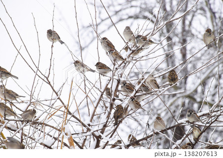 Sparrow on branches of bushes. Winter weekdays for sparrows. Common sparrow on the branches of currants Sparrow on branches of bushes. Winter weekdays for sparrows. Common sparrow on the branches of currants 138207613