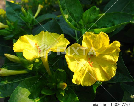 Four-O-Clock Elegant Sunny Blooms Are Hibiscus-like 138207768