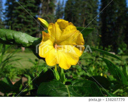 Four-O-Clock Elegant Sunny Blooms Are Hibiscus-like 138207770