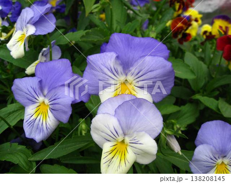 Lush And Vibrant Pansy Flowerbed 138208145