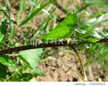 Stinging Nettle Stem And Its Venomous Hairs Stinging Nettle Stem And Its Venomous Hairs 138208161