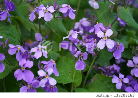 オオアラセイトウの薄紫色の花 オオアラセイトウの薄紫色の花 138208163