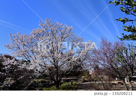 桜 風景 桜 風景 138208211