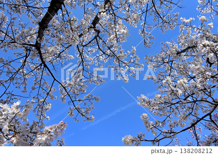 桜と青空 138208212