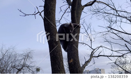 Funny gray cat carefully tries to climb down from tree in early spring. Bare branches and soft daylight frame the scene as cat cautiously searches for footing, show tension and balance at garden Funny gray cat carefully tries to climb down from tree in early spring. Bare branches and soft daylight frame the scene as cat cautiously searches for footing, show tension and balance at garden 138208359