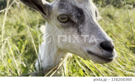 Curious small goat looking into camera and sniffing it at countryside. Cute friendly animal showing curiosity at green lawn. Cattle on pasture at sunny summer day. Concept of livestock agriculture 138208360