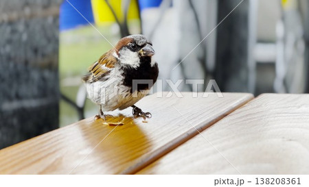 Close up of a small sparrow sitting on edge of a table and eating food. The bird is captured in detail as it pecks at the meal, creating a natural and candid moment at urban setting. Slow motion Close up of a small sparrow sitting on edge of a table and eating food. The bird is captured in detail as it pecks at the meal, creating a natural and candid moment at urban setting. Slow motion 138208361
