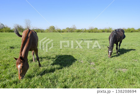 Horses graze in the pasture. Paddock horses on a horse farm. Walking horses Horses graze in the pasture. Paddock horses on a horse farm. Walking horses 138208694