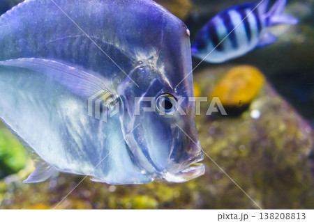 Lookdown fish Selene vomer swimming in a coral reef aquarium. Lookdown fish Selene vomer swimming in a coral reef aquarium. 138208813