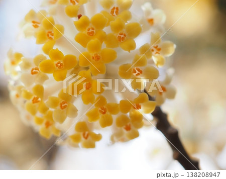 雨後のミツマタの花（20260327142737） 138208947