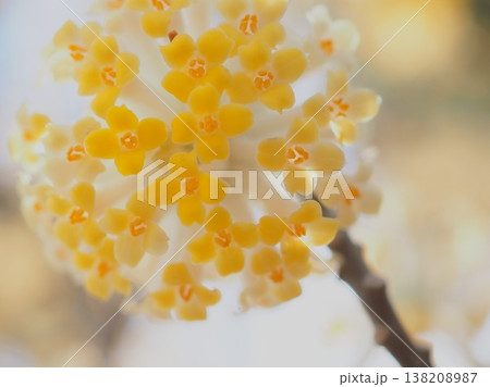 春光の中のミツマタの花（afli20260327142737） 138208987