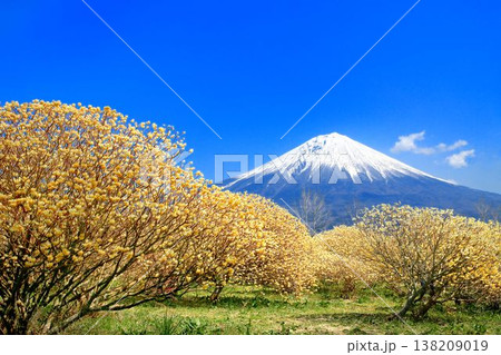 富士山とミツマタ 富士山とミツマタ 138209019