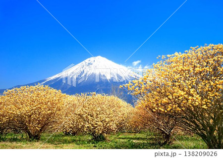 富士山とミツマタ 138209026