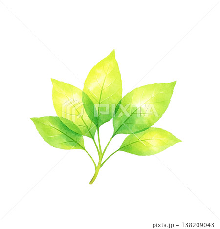 新緑の葉のシンプル素材 ナチュラルな植物イメージ 春初夏のグリーンデザイン 白背景 138209043